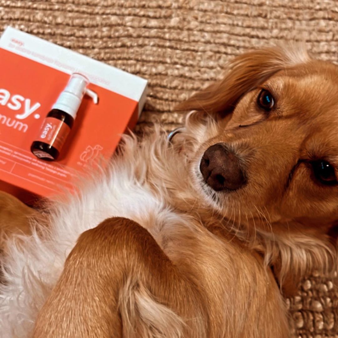 332904532_1161702677833201_7912953016902815679_n